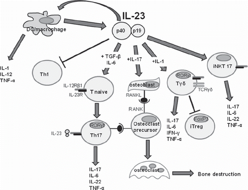 Figure 3. IL-23 is a central cytokine during inflammation. Most of the cells implicated in inflammation are regulated positively or negatively by IL-23.