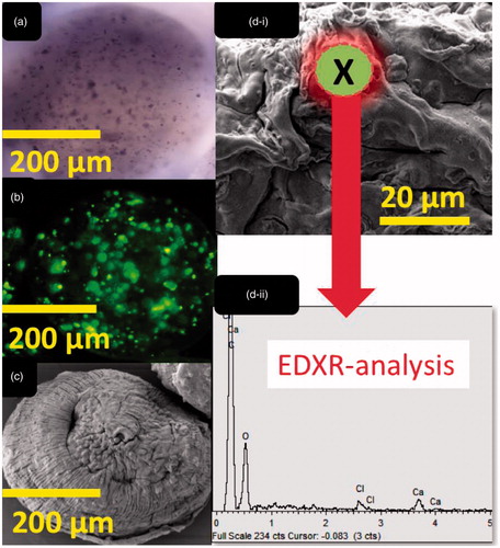 Figure 1. Images of microcapsules (without ursodeoxycholic acid, control): (a) optical, (b) confocal, (c) scanning electron, (d-i) surface site used for EDXR analysis and (d-ii) atomic composition.
