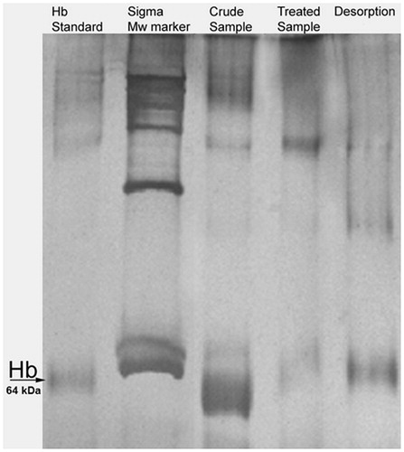 Figure 5. SDS-PAGE visualization for Hb depletion from human hemolysate. 5–12% SDS-PAGE, Lane 1: Hb standard, Lane 2: wide-range Sigma marker, Lane 3: crude sample of hemolysate, Lane 4: treated hemolysate with PHEMA–IDA–Ni(II) cryogel, Lane 5: Hb elution from the cryogel column.