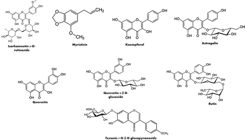 Figure 6. Isolated flavonoids from L. pyrotechnica.