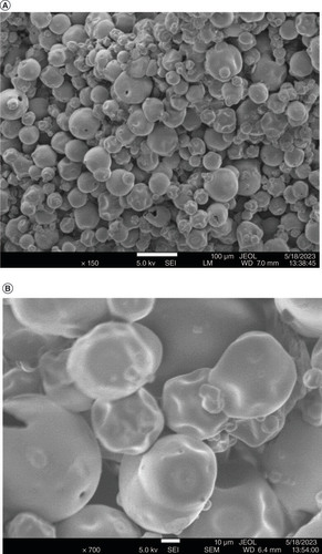 Figure 2. Scanning electron microscopy micrographs of cross-section of 3D printlet sintered at laser power ratio 3.0 at different magnifications. (A) 150× (B) 700×.