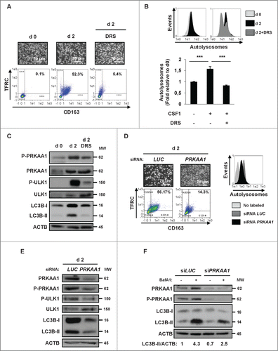 Figure 6. For figure legend, see page 1124. Figure 6 (See previous page). The P2RY6-PRKAA1 pathway mediates autophagy induction and monocyte differentiation. (A–C) Human monocytes were exposed for 2 d to 100 ng/mL CSF1 alone or in combination with 2 μM DRS, which was added 45 min before CSF1 treatment. (A) Differentiation was visualized as described previously. (B) The autolysosome number was quantified by flow cytometric analysis using a Cyto-ID® Autophagy Detection Kit. A representative cytometry profile is shown in the upper panel. The results are expressed as the fold induction compared with untreated cells and represent the mean ± SD of 3 independent experiments performed in duplicate (lower panel). ***P < 0.001 (vs untreated cells) according to a paired Student t test. (C) Immunoblot analysis of the indicated protein is shown. (D and E) Monocytes were transfected with siRNA targeting LUCIFERASE (LUC) or PRKAA1 and exposed for 2 d to CSF1. (D) Differentiation was examined as described in Figure 1A. Autolysosomes were quantified by flow cytometric analysis using the Cyto-ID® Autophagy Detection Kit. A representative cytometry profile is shown (right panel). (E) The expression of PRKAA1, Phospho-PRKAA1, Phospho-ULK1, ULK1 and LC3B was analyzed by immunoblotting. (F) Monocytes were transfected with siRNA targeting LUCIFERASE (LUC) or PRKAA1 and exposed for 2 d to 100 ng/mL CSF1 alone or in association with 15 nM bafilomycin A1 (BafA1) added 3 h before the end of CSF1 treatment and protein expression was analyzed by immunoblot. The ratio between LC3B-II protein and ACTB was determined using the ImageJ software. For all western blot experiments, ACTB was detected as the loading control. Each panel is representative of at least 3 independent experiments.