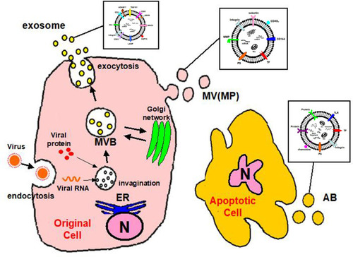 Figure 1 Convergence of EV and virus biogenesis. Original cell owns the endocytic and secretory pathways. Viruses share effectors of EV production for their assembly and release. Exosomes produced in the MVB and shed MV (MP) budding of the plasma membrane. Apoptotic cell finally releases shedding AB.