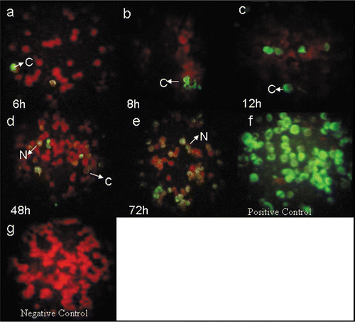 Figure 1 Immunofluorescence staining with 8H8 mAb of dengue infected cells with Den-2 A15 strain. C6/36-HT cells were infected with Den-2 A15. At 6 (a), 8 (b), 12 (c), 48 (d) and 72 (e) h p.i, the infected cells were reacted 8H8 mAb followed with an FITC-conjugated goat anti-mouse antibody and then examined under a fluorescence microscope. Cytoplasmatic and nuclear staining of infected cells are indicated as C and N, respectively. C6/36-HT cells infected with Den-2A15 reacted with anti-Den-2 polyclonal antibody at 72 h p.i was used as a positive control (f) and non-infected C6/36-HT cells were used as negative control (g).