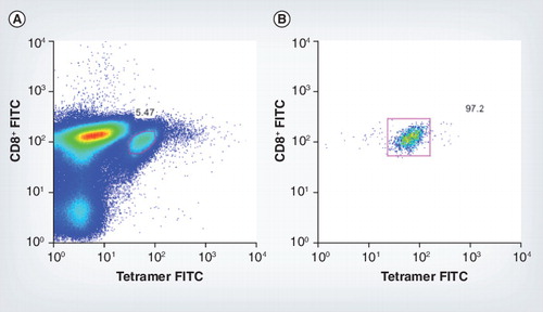 Figure 3. Tetramer-sorted cells.(A) Tetramer-positive mice CD8+ cells for murine cytomegalovirus epitope m45 7 days postinfection, pre-sort. (B) Fluorescence-activated cell sorting plot shows the purity of these tetramer-positive cells post-sort.FITC: Fluorescein isothiocyanate.
