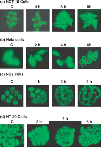 Figure 3. The subcellular distribution of MRE11 during 41°C hyperthermia. MRE11 in tumor cells was localized by immunofluorescence staining after the indicated time intervals at 41°C. (a) HCT15 cells, (b) HeLa cells, (c) NSY cells, (d) HT29 cells. In all panels ‘C’ indicates cells that were not heated.
