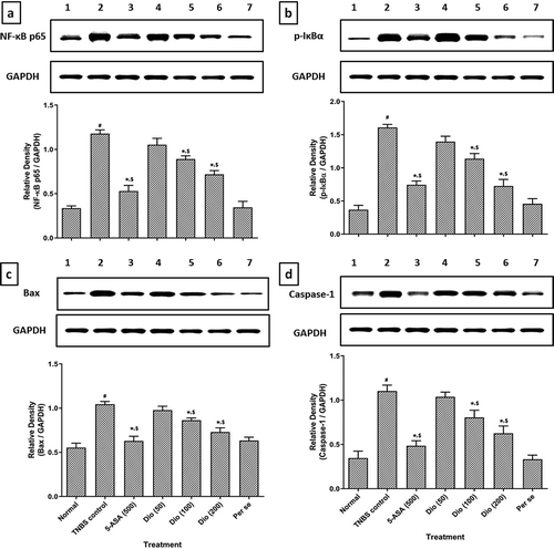 Figure 2. Effect of diosgenin on TNBS induced alterations in colonic NF-κB (a), IκBα (b), Bax (c) and Caspase-1 (d) protein expression in rats. Data are expressed as mean ± S.E.M. (n = 6) and analyzed by one way ANOVA followed by Tukey’s multiple range test. *p < 0.05 as compared to TNBS control group, #p < 0.05 as compared to normal group and $p < 0.05 as compared to one another (diosgenin and 5-ASA). Representative protein expression of Normal (Lane 1), TNBS control (Lane 2), 5-ASA (500 mg/kg) (Lane 3), Diosgenin (50 mg/kg) (Lane 4), Diosgenin (100 mg/kg) (Lane 5), Diosgenin (200 mg/kg) (Lane 6) and Per Se (Lane 7) treated rats. TNBS: 2,4,6-Trinitrobenzenesulfonic acid; 5-ASA: 5-Aminosalicylic acid; Dio: Diosgenin; p-NF-κB: Phospho Nuclear Factor kappa B; p-IκBα: nuclear factor of kappa light polypeptide gene enhancer in B-cells inhibitor-alpha, Bax: Bcl-2-associated × protein and GAPDH: Glyceraldehyde 3-phosphate dehydrogenase.