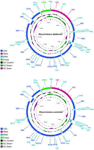 Figure 2. Gene maps of the Rhynchobatus djiddensis (ON065568) and Rhynchobatus australiae (ON065567) mitogenomes. The outermost circle genes are transcribed clockwise and the rest counter clockwise.