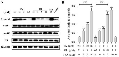 Figure 7. Analysis of Ac-α-tub and acetylated-H3 by western blot. The levels of Ac-α-tub and α-tubulin in B16-F10 cells (A) treated with DMSO or 10c, 10l, and tubastatin A for 6 h; quantitative analysis of the level of acetyl-α-tubulin (Ac-α-Tub) by western blotting assay obtained in B16-F10 cells (B). All data are representative of three independent experiments and shown as mean ± SD. ***p < 0.001, **p < 0.01 compared with the control group. One-way ANOVA for above analysis, Dunnett test.