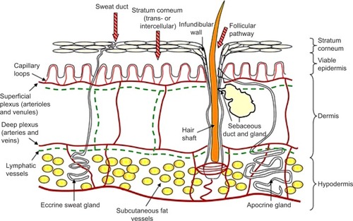 Figure 1 Structure of the skin.