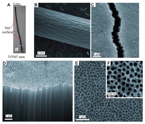 Figure 2 SEM images of titania nanotube (TNT) arrays generated on Ti wires by electrochemical anodization. (A) TNT/Ti wire implant, (B and C) low and high resolution image showing fractures of TNT film, (D–F) cross-sectional image and the top TNT surface showing typical nanotube structures.Abbreviations: SEM, scanning electron microscope; TNT, titania nanotube; Ti, titanium.