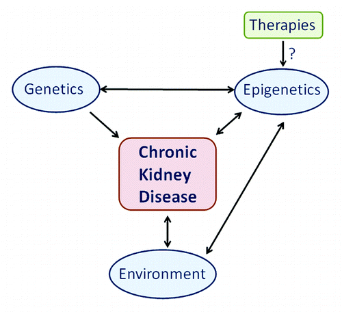 Figure 1. The impact of epigenetics for chronic kidney disease. A role for epigenetics for chronic kidney disease.