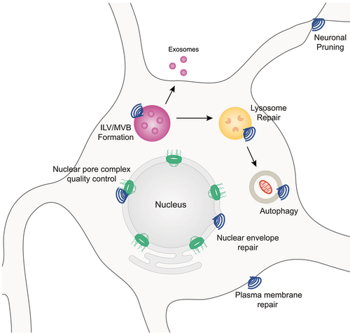 Figure 1. Overview of a subset ESCRT-III mediated cellular processes. A subset of known cellular processes that involved ESCRT-III membrane remodeling functions depicted in neurons.