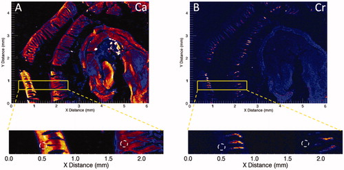 Figure 2. Synchrotron-based XRF microscopy of Cr in Swiss roll preparations of a duodenum from a mouse exposed to 180 ppm Cr(VI) for 7 days. (A) XRF for calcium (Ca) indicates presence throughout the intestinal mucosa. (B) XRF for chromium (Cr) indicates presence in villi but not crypts (white dotted circles). Adapted from Thompson, Wolf, et al. (Citation2015).