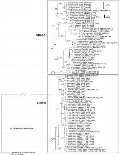 Figure 3.  Phylogenetic tree of the concatenated sequence dataset (control region, COI, and rag1) of African Labeo taxa. Maximum-likelihood phylogram showing branch bootstrap support above the 70% (final GAMMA-based score of best tree: − 14613.154605). Two primary clades were recovered (A and B). The symbols denote Labeo that belong to the groupings proposed by Reid (Citation1985). Square, niloticus group; circle, macrostomus group; triangle, coubie group; diamond, forskallii group. Nine individuals represented on the COI phylogenetic tree (Figure 2) were omitted due to failure to amplify all genes.