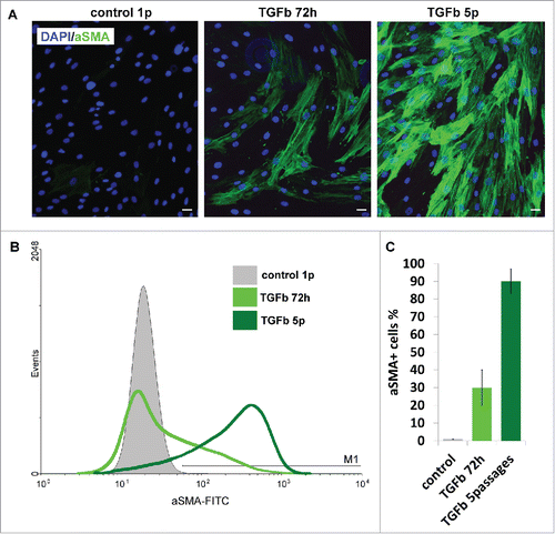 Figure 4. Ability of AMC to TGBβ1-induced myofibroblast differentiation. (A) Immunofluorescence analysis of α-smooth muscle actin (αSMA) (green) of AMC after 72 h of permanent TGFβ1 treatment and 5 passages of permanent TGFβ1 treatment, cell nuclei stained with DAPI (Bars 25 μm). Typical immunofluorescence staining of one of ten AMC cultures is presented. (B) FACScan analysis of α-smooth muscle actin (αSMA) (green) after 72 h of permanent TGFβ1 treatment and 5 passages of permanent TGFβ1 treatment of AMC culture presented in section 4A. (C) Percentage of αSMA-positive cells after 72 h of permanent TGFβ1 treatment and 5 passages of permanent during passaging TGFβ1 treatment. Average data for ten AMC cultures is presented (Mean ± SD).