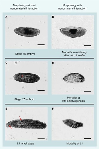 Figure 3 Comparative morphology between nanoparticle-treated and untreated Drosophila embryos.Notes: Untreated stage 15 embryo (A) is used as reference to determine mortality of embryos that did not progress past stage 15 after delivery of nanomaterials (B). During late embryogenesis (C), rhythmic muscle contractions and a gas-filled tracheal system (arrowhead) are prominent developmental hallmarks. We used the absence of muscle contractions in the presence of the gas-filled tracheal system to determine (D) survival after initial nanoparticle delivery and failure to progress to the first instar (L1) wandering larval stages (E). Mortality at the L1 stage (F) was characterized by a fully developed tracheal system and mouth hooks by fully developed L1 development but failed to progress to later developmental stages. These individuals showed a developed tracheal system and mouth hooks (arrows in E), but no locomotion and no visceral muscle contractions. Scale bars =140 μm.