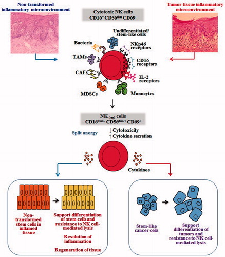 Figure 4. Hypothetical model of induction of conditioned/regulatory NK cells by immune inflammatory cells and by the effectors of connective tissue to support differentiation of the non-transformed stem cells and cancer stem cells. Hypothetical model of NK cell conditioning in tumor microenvironment, as well as in non-transformed immune inflammatory microenvironment, is shown. Significant infiltration of immune effectors right beneath the epithelial layer can be seen in a connective tissue area where immune inflammatory cells are likely to condition NK cells to lose cytotoxicity and gain the ability to secrete cytokines, a term we previously coined ‘split anergy’ in NK cells, and to support differentiation of the basal epithelial layer containing stem cells. NK cells are likely to encounter and interact with other immune effectors such as monocytes/macrophages or other myeloid-derived suppressor cells (MDSC), or with connective tissue-associated fibroblasts (CAF), in order to be conditioned to form regulatory NK (NKreg) cells. NK cells may also directly interact with stem cells at the base of the epithelial layer, in which case by eliminating their bound stem cells, they can become conditioned to support differentiation of other stem cells. In addition, bacteria, through binding to Toll-like receptors can further aid in the generation of NKreg cells. All above-mentioned mechanisms may be operational during inflammatory processes in a tumor microenvironment or in a healthy non-transformed inflammatory microenvironment. NK cell-differentiated epithelial cells will no longer be killed or induce cytokine secretion by the NK cells, resulting in the resolution of inflammation.