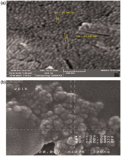Figure 5. (a) The SEM micrographs of pure Fe3O4 nanoparticles, (b) The SEM micrographs of PCL–PEG coated Fe3O4 nanoparticles.