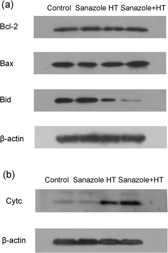 Figure 7. Changes in the expression of apoptosis-related proteins induced by sanazole, HT and the combination of sanazole and HT. The cells were treated first with 10 mM sanazole for 40 min, exposed to HT at 44°C for 20 min and the cells were further treated with the drug at 37°C for 6 h. (a) The changes of Bcl-2 family proteins. (b) Expression of cytochrome c in cytosolic fraction.