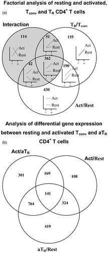 Figure 1. Transcriptional profile of resting and activated conventional (Tconv) and TR CD4+ T-cells. (a) Venn diagram of genes differentially-expressed in activated versus resting cells and TR versus Tconv cells. Shaded circle includes genes showing an interaction effect, suggesting that expression of genes in Tconv and TR cells depends on activation status and cell type. Plots inside the Venn diagram show examples of possible gene expression profiles in each section of the diagram. ‘+’ denotes Foxp3GFP+ (TR cells), ‘−’ denotes Foxp3GFP− (Tconv cells), ‘Act’ denotes activated and ‘Rest’ denotes resting T-cells. (b) Venn diagram of genes differentially-expressed in adaptive aTR and resting and activated Tconv cells. Right upper circle = genes differentially-expressed between activated and resting Tconv cells; lower circle = genes differentially-expressed between aTR and resting Tconv cells; left upper circle = genes differentially-expressed between activated Tconv and aTR cells.
