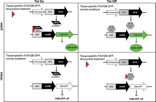 Figure 1. Tet-inducible strategies in pulse-chase experiments to selectively label and prospectively isolate quiescent (stem) cells by H2B-GFP retention.