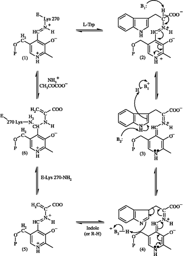 Scheme 3.  The mechanism of catalysis of Tnase as proposed by Snell & Mari [Citation21].