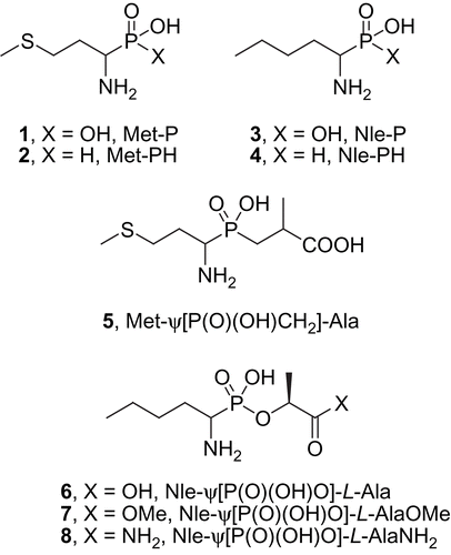 Figure 3.  Newly designed and synthesised inhibitors of leucine aminopeptidase derivatives of methionine and norleucine.