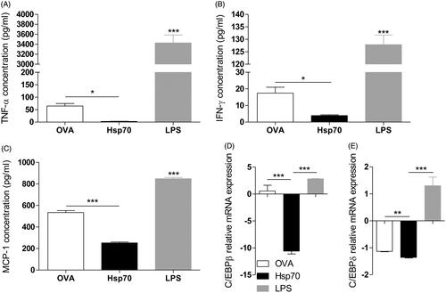 Figure 1. Hsp70 treatment decreases basal levels of TNF-α, IFN-γ, MCP-1 and down-regulates C/EBPβ and C/EBPδ. BMDCs were treated with OVA (30 μg/mL), Hsp70 (30 μg/mL) or LPS (500 ng/mL) for 24 h. Supernatants were analysed for (A) TNF-α, (B) IFN-γ, (C) MCP-1 using a CBA mouse inflammation kit. (D) C/EBPβ and (E) C/EBPδ expression evaluation by qPCR in BMDCs treated as described in A. β-actin was used as a normaliser as described in Materials and methods. *p < 0.05; **p < 0.01; ***p < 0.001. Experiments were performed three times in triplicates.
