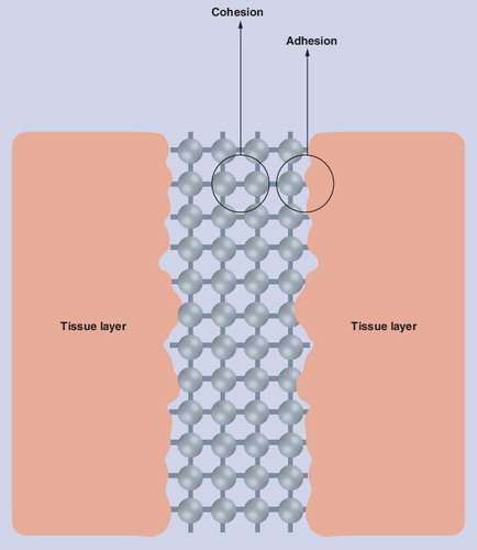 Figure 3. Illustration of cohesion interactions between molecules within the tissue adhesive, and adhesion interactions between molecules at the tissue adhesive and the tissue surfaces.