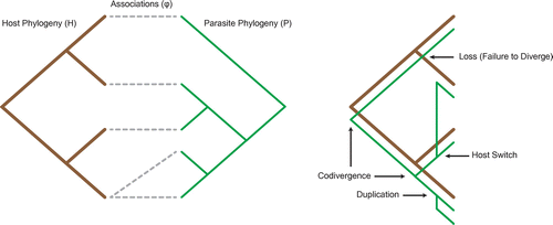 Figure 1. A coevolutionary relationship represented using host and parasite phylogenies and a corresponding cophylogenetic reconstruction, which includes all four biological events.