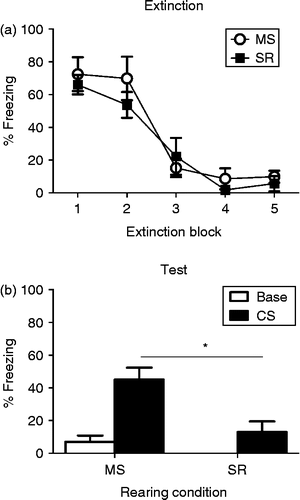 Figure 3.  (a) Mean ( ± SEM) levels of CS-elicited freezing during five blocks (six CS presentations in each block) of extinction training in MS (open circles, n = 7) and SR (closed squares; n = 9) pre-adolescent rats. Rats show high, and similar, levels of fear at the beginning of extinction that decreases across blocks. (b) Mean ( ± SEM) levels of baseline (white bars) and CS-elicited (black bars) freezing in MS and SR rats during test. * indicates a significant difference in CS-elicited freezing between groups. Baseline fear is low in both rearing conditions but higher levels of CS-elicited fear are present in MS pre-adolescent rats than in SR rats of the same age.