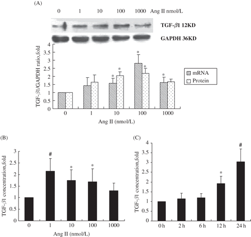 FIGURE 2. Time- and dose-dependent upregulation of TGF-β1 in RPMCs after exposure to Ang II. (A) Concentration-dependent increase of TGF-β mRNA and protein levels following RPMC incubation for 24 h with various concentrations of Ang II. *p < 0.05 compared with Ang II absent group. (B) Concentration-dependent increase of TGF-β secretion following RPMC incubation for 24 h with various concentrations of Ang II and measured using ELISA. *p < 0.05 compared with Ang II absent group; #p < 0.01 compared with Ang II absent group. (C) Time-dependent increase of TGF-β secretion following RPMC incubation with 1 nmol/L of Ang II for various time intervals and measured by ELISA. *p < 0.05 compared with 0 h group; #p < 0.01 compared with 0 h group. Reported p-values indicate significant differences versus control group (only vehicle and no incubation time). Immunoblots are the representative pictures of three independent experiments.