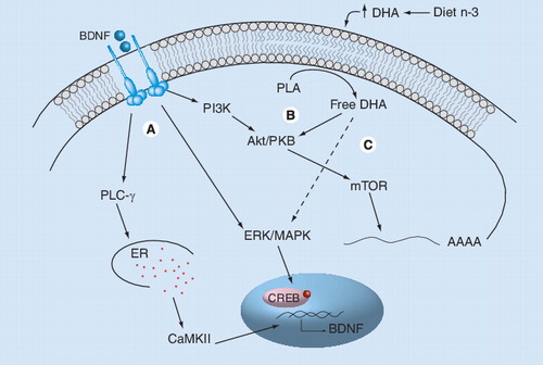 Figure 2. Omega-3 fatty acids increase BDNF synthesis and intracellular signaling in neurons.(A) Mature BDNF binds to the TrkB receptor and activates three main intracellular signaling pathways involving PLC-γ, ERK/MAPK and Akt/PKB. Activation of PLC-γ leads to the release of calcium from the ER and to the activation of CaMKII, leading to the phosphorilation of CREB and activation of gene transcription. Activation of the ERK/MAPK pathway can also regulate transcription through the phosphorylation of CREB, whereas PI3K phosphorylates and activates Akt/PKB and mTOR, regulating translation initiation. (B) DHA increases neurotrophic signaling by activating one branch of the classical BDNF signaling via PI3-K/Akt pathways. (C) DHA increases BDNF synthesis by activating MAPK signaling. Activated MAPK phosphorylates CREB, which translocates into the nucleus and activates BDNF gene transcription.BDNF: Brain-derived neurotrophic factor; CaMKII: Calcium–calmodulin kinase II; CREB: cAMP response element-binding protein; DHA: Docosahexaenoic acid; ER: Endoplasmic reticulum; n-3: Omega-3 fatty acids; PLA: Phospholipase A2; PLC-γ: Phospholipase C γ; TrkB: Tyrosine kinase receptor B.