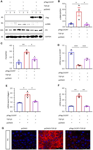 Figure 6. CXCR7 inhibits fibrogenesis in TGF-β1-treated tubular cells in vitro.(A) Representative micrographs of WB and quantitative statistical data showing the protein levels of (B) α-SMA and (C) FN in each group. *P < 0.05, **P < 0.01. n = 3. (D–F) Graphical representations showing the relative mRNA levels of CXCR7, Collagen I and FN in the different groups. *P < 0.05, **P < 0.01, ***P < 0.001. n = 3. (G) Representative micrographs showing the protein expression level of FN in each group, as indicated. Frozen sections were stained with FN antibodies. Scale bar, 50 μm.