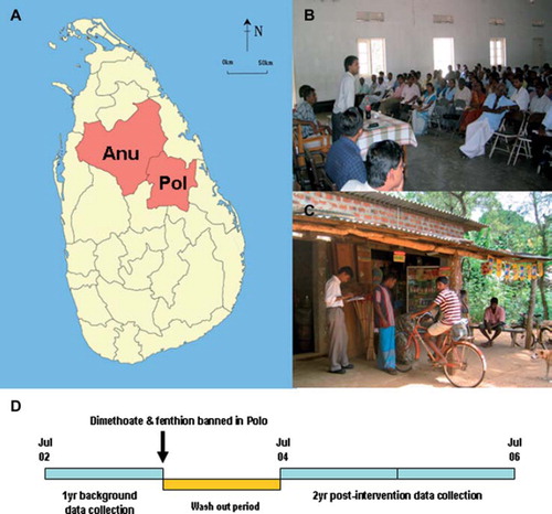Fig. 1. (A) Map showing study districts (Anu: Anuradhapura, Polo: Polonnaruwa; source: Wikimedia Commons, http://en.wikipedia.org/wiki/File:Sri_Lanka_North_Central_ Province_locator_map.svg); (B) One of the public meetings with pesticide sellers showing staff from both Provincial Department of Agriculture and Provincial Ministry of Health; (C) Study doctor and agriculture instructor visiting a pesticide shop; (D) Schema of study design. (See colour version of this figure online).