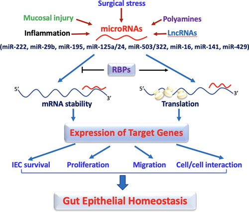 Figure 1. miRNAs regulate the intestinal epithelium homeostasis by altering IEC survival, proliferation, migration, and cell-to-cell interaction. In this model, the levels of mucosal miRNAs are increased in the intestine after exposure to various pathological stresses. Increased miRNAs inhibit expression of their target genes by decreasing stability and translation of the mRNAs, thus leading to disruption of the gut epithelium homeostasis. RNA binding proteins (RBPs) such as HuR and CUGBP1 can interact with miRNAs including miR-195 and miR-222 and modulate their regulatory functions antagonistically or synergistically.