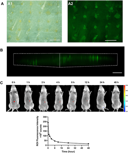 Figure 6 (A) Images of porcine skin after treatment with C6 DMN (A1) Bright-field image; (A2) Fluorescence microscopy. (B) Insert depth obtained by CLSM 3D reconstruction, scale bar = 500 μm. (C) In vivo imaging of rats after being treated with C6, (C1) In vivo images throughout 48 h and (C2) the curve of fluorescence intensity with time.