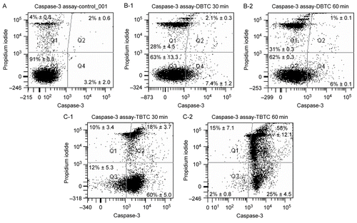 Figure 2.  Morphological analysis of cell death using flow cytometry. Five different cytograms of thymocytes were analyzed for viability, apoptosis, and necrosis. Thymocytes were treated with 1 μM DBTC or TBTC for the indicated times. FAM-VAD-FMK (X-axis; green fluorescence) and PI (Y-axis; red fluorescence) were then analyzed by flow cytometry. A: Control cells. B-1: Cells were exposed to DBTC for 30 min. B-2: DBTC for 60 min. C-1: TBTC for 30 min. C-2: TBTC for 60 min. Cell status was revealed by green vs. red fluorescence. Numbers shown indicate cell fractions gated in regions Q-1: necrosis, Q-2: late apoptotic cells, Q-3: live cells, and Q-4: early apoptotic cells. Relative amounts of viable, early apoptotic, late apoptotic, and necrotic thymocytes are shown. Both axes are in log scale. While the images shown are a representative cytogram from these assays, the percentage results shown in each are the mean ± SD (n=5 separate cell populations examined per treatment shown).