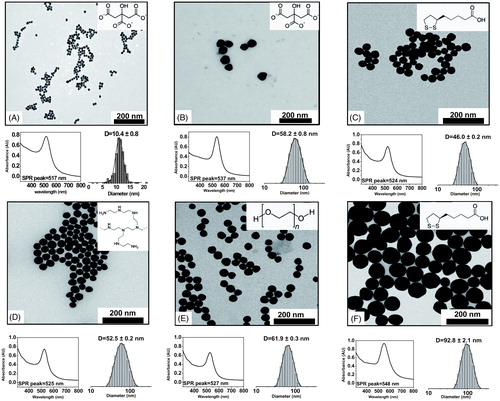 Figure 1. Characterization of Au NPs. TEM, UV-VIS spectra and size distribution of the different types of Au NPs. (A) Au10CIT, (B) Au40CIT, (C) Au40LIP, (D) Au40BPEI, (E) Au40PEG, and (F) Au80LIP. In the upper right corners are shown the chemical formulas of citrate (A and B), lipoic acid (C and F), BPEI (D), and PEG (E).