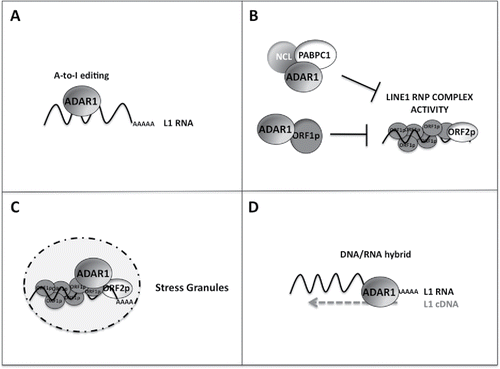 Figure 1. Possible models for how ADAR1 inhibits LINE-1 retrotransposition. (A) L1 RNAs are edited by ADAR1 causing nucleotide changes in the ORF sequence or altering the dsRNA elements harbored within L1 RNAs. (B) ADAR1 by binding the basal L1 RNP complex and/or its associated proteins impairs its functionality. (C) ADAR1 sequesters L1 RNP complexes in the stress granules. (D) ADAR1 binds L1 DNA/RNA hybrids during the RT step of the L1 life cycle and either impairs the formation of these hybrids or edits the DNA.