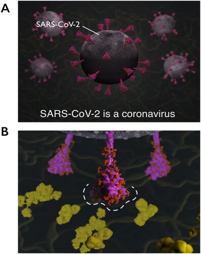 Figure 4. Explanatory animations in the SARS-CoV-2 Spike Protein Mutation Explorer. Screenshots show 3D molecular animations, which are contained within the RBD- and NTD-specific ROI pages of the SARS-CoV-2 Spike Protein Mutation Explorer, showing (A) SARS-CoV-2 virus particles and (B) a close-up SARS-CoV-2 spike protein avoiding host antibodies, with the antibody binding sites highlighted with a dashed line. Mucin proteins present in the nasal mucus are visible as background detail.