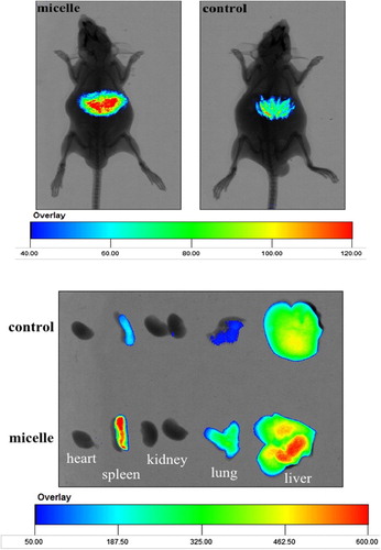 Figure 5. In vivo non-invasive NIRF images of free DiR (control) and DiR-labeled Cur-HMN (micelles) in mice, at 5 h. Available in colour online.
