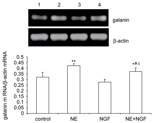 Figure 1.  Effects of NGF and/or NE on galanin mRNA expression in primary cultured DRG neurons. Galanin and β-actin mRNA was analyzed by RT-PCR. Lane 1: Normal control (galanin mRNA/β-actin mRNA = 0.3209 ± 0.0433). Lane 2: Exposure of NE (galanin mRNA/β-actin mRNA = 0.4213 ± 0.0198). Lane 3: Exposure of NGF (galanin mRNA/β-actin mRNA = 0.2773 ± 0.0247). Lane 4: Exposure of NGF and NE (galanin mRNA/β-actin mRNA = 0.3692 ± 0.0347). Bar graphs with error bars represent mean ± SD (n = 5). *P < 0.05 versus control, **P < 0.05 versus control, #P < 0.05 versus NE, ΔP < 0.0001 versus NGF.