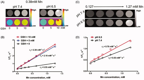 Figure 2. The in vitro environment-responsive MR imaging. (A) In vitro T1 weighted MR images of BMDI at different GSH concentrations and pH values; (B) the T1-weighted relaxivity (r1) calculated by the results of (A); (C) In vitro T1 weighted MR images of BMDI at different pH values; (D) the T1-weighted relaxivity (r1) calculated by the results of (C).