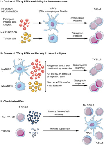 Fig. 6.  EVs in the immune system: antigen presentation and acquired immunity.EVs may have a role in both the origin and progress of the acquired immune response, acting at different levels and on different cells. This figure summarizes how EVs are involved in this process. APC=antigen-presenting cell; Treg=regulatory T cell; NK=natural killer; MHC=major histocompatibility complex.