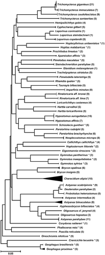 Figure 2.  Compact K2P distance NJ tree showing the 58 analyzed species from the Paraíba do Sul River Basin. In parentheses are the numbers of specimens sequenced. *Species also reported in the Upper Paraná River Basin.