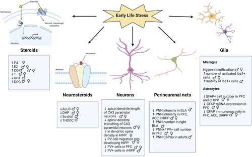 Figure 3. Diagram Illustrating Some of the Effects of Developmental Stress on Steroid and Neurosteroid Levels, Neuronal Morphology, Glial Expression, and PNN Integrity. Note: Stress influences various aspects of brain function that extend beyond the factors mentioned in the diagram. P4, Progesterone; E2, Estradiol; T, Testosterone; ALLO, Allopregnanolone; CORT, Corticosterone; DHP, Dihydroprogesterone; DHT, Dihydrotestosterone; DOC, Deoxycorticosterone; THDOC, Tetrahydrodeoxycorticosterone; BLA, Basolateral amygdala; PFC, prefrontal cortex; HIP, hippocampus; dHIP, dorsal hippocampus; vHIP, ventral hippocampus; Iba1, ionized calcium binding adaptor molecule 1; GFAP, Glial fibrillary acidic protein; PNN, Perineuronal nets; PV, Parvalbumin; CSPG, Chondroitin sulfate proteoglycan. ♂: male ♀: female.