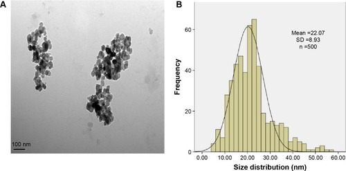 Figure 1 Characterization of the TNPs.Notes: (A) The TEM image showed TNPs appeared in the near-spherical particle shape and poorly dispersed. (B) The size distribution of the TNPs that was calculated by ImageJ software showed an approximately normal distribution. Data are expressed as mean ± SD; n=500 (scale bar: 100 nm).Abbreviations: SD, standard deviation; TNPs, titanium dioxide nanoparticles; TEM, transmission electron microscope.