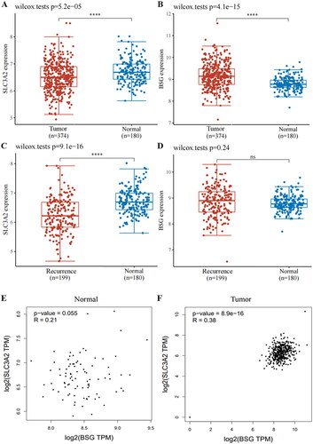 Figure 1. Expression and correlation of CD98hc and CD147 in ovarian cancer. The expression of (A) CD98hc and (B) CD147 was evaluated in primary cancer tissues and matched normal tissues of patients with ovarian cancer using R software v4.0.3 (****P < 0.05). (C) CD98hc and (D) CD147 expression were evaluated in recurrent cancer tissues and matched normal tissues of patients with ovarian cancer using R software v4.0.3 (****P < 0.05). The correlation between CD98hc and CD147 was evaluated in normal tissue (E) and cancer tissue (F) using GEPIA.